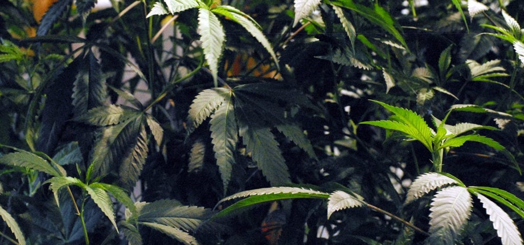 A small jungle of indoor commercial-grade cannabis plants in Washington state.