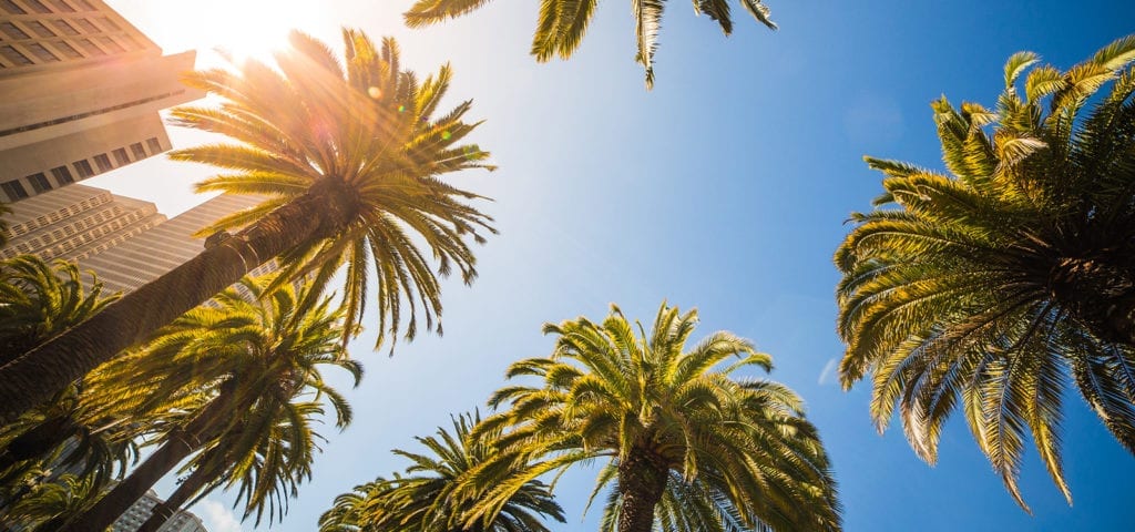 Viewing palm trees from below on a sunny day.