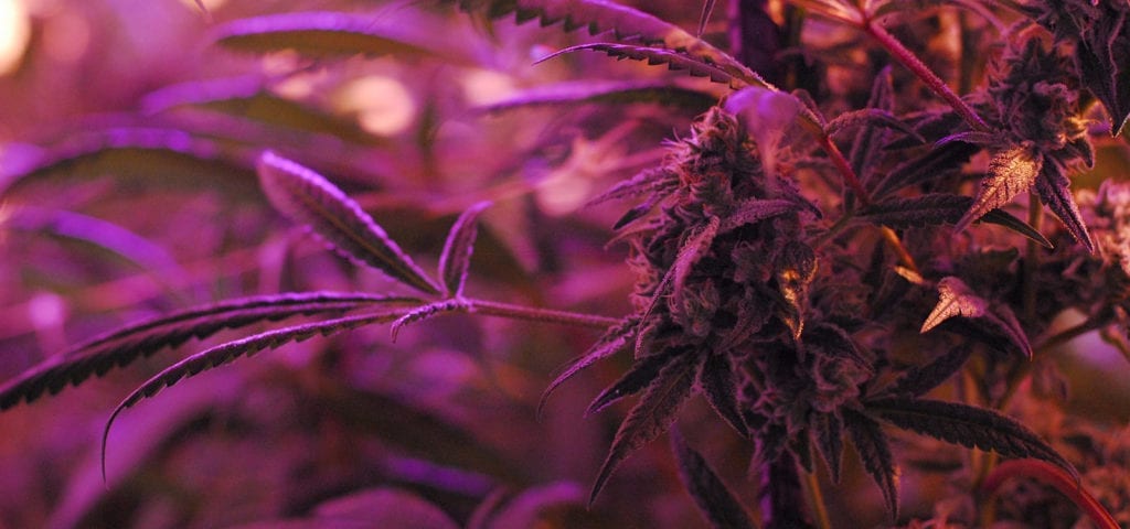 Cannabis under the purple glow of indoor LED grow lights.