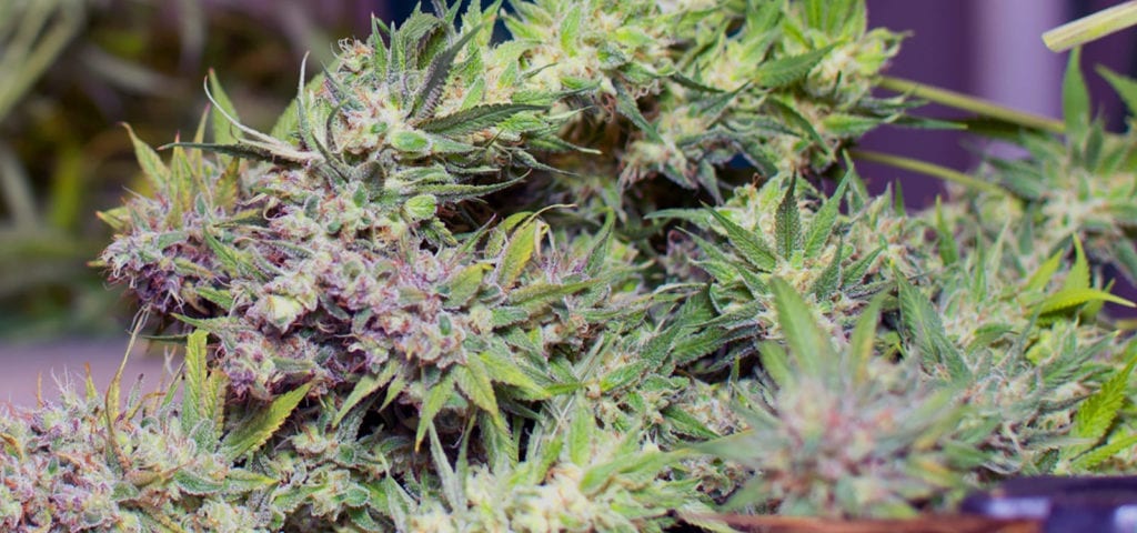 Large cannabis colas lying sideways on a table after harvest..