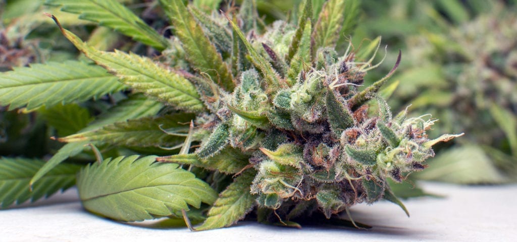A professionally grown cannabis cola lying on its side, freshly harvested.