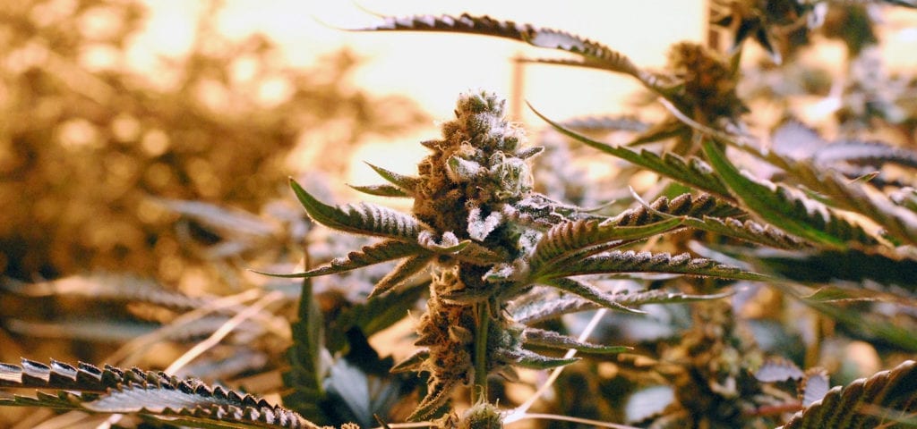 A commercially grown cannabis plant inside of a licensed cultivation facility in Washington state.