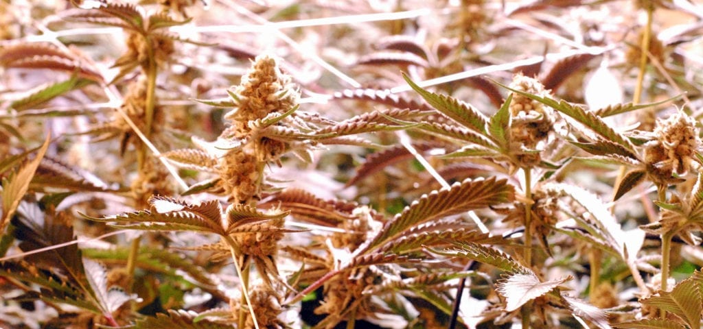 Commercial grade cannabis plants inside of a licensed, indoor grow operation.