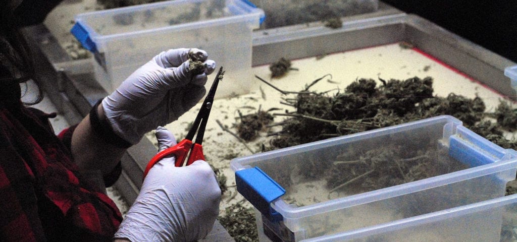 A cannabis trimmer working at a commercial grow operation in Washington state.