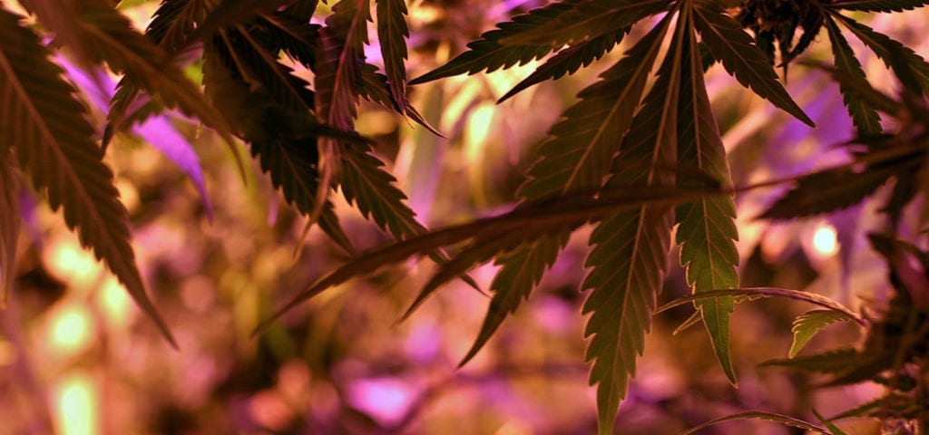 View from under the canopy of a licensed indoor cannabis grow operation.