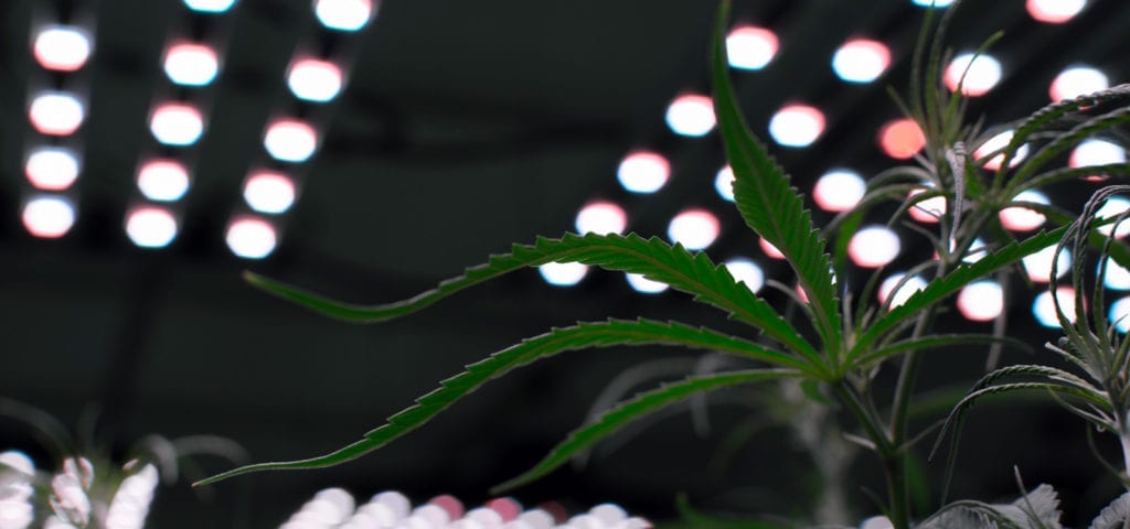 A spindly cannabis leaf under the LED grow lights of a licensed grow operation.
