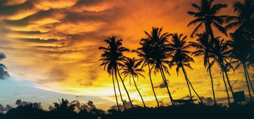 A row of back-lit palm trees pictured during the golden hours of sunset.