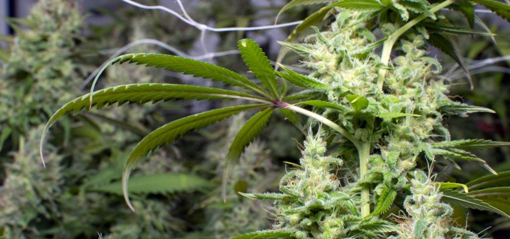 Leaf hanging off the side of a large cannabis plant in an indoor grow environment.