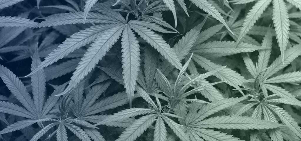 The foliage inside of a commercial cannabis cultivation site in Bellingham, Washington.