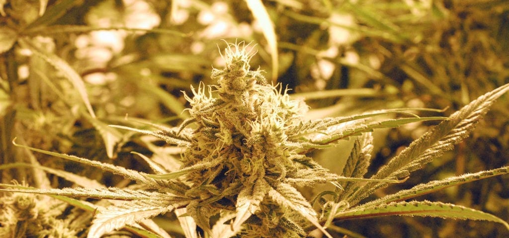 A large cannabis plant's cola glowing golden in an indoor grow environment.