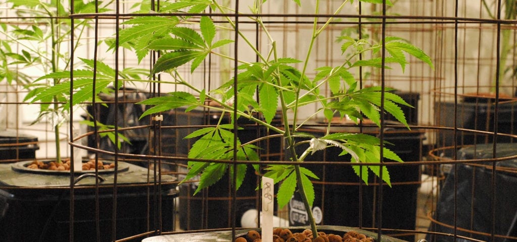 A commercial cannabis grow in Washington state.
