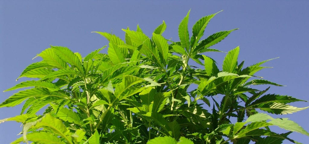 Outdoor industrial hemp plants with a blue sky background.