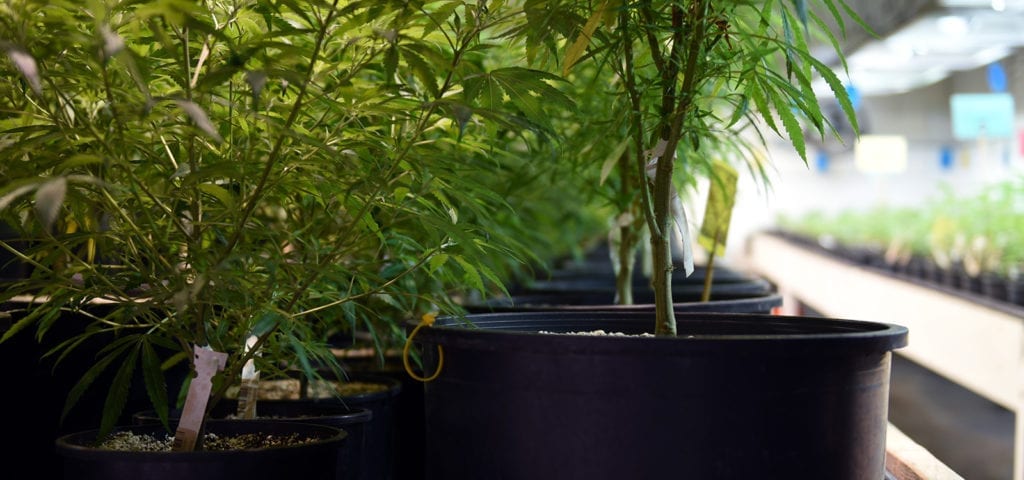 Looking down the line of a commercial cannabis grow operation in Seattle, Washington.