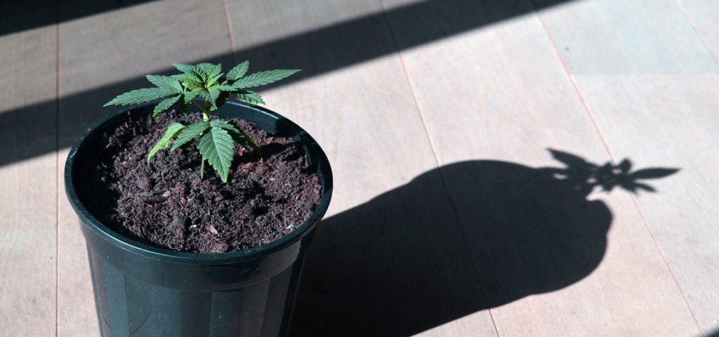 A lone potted cannabis clone sits on the floor with a long shadow extended behind it.