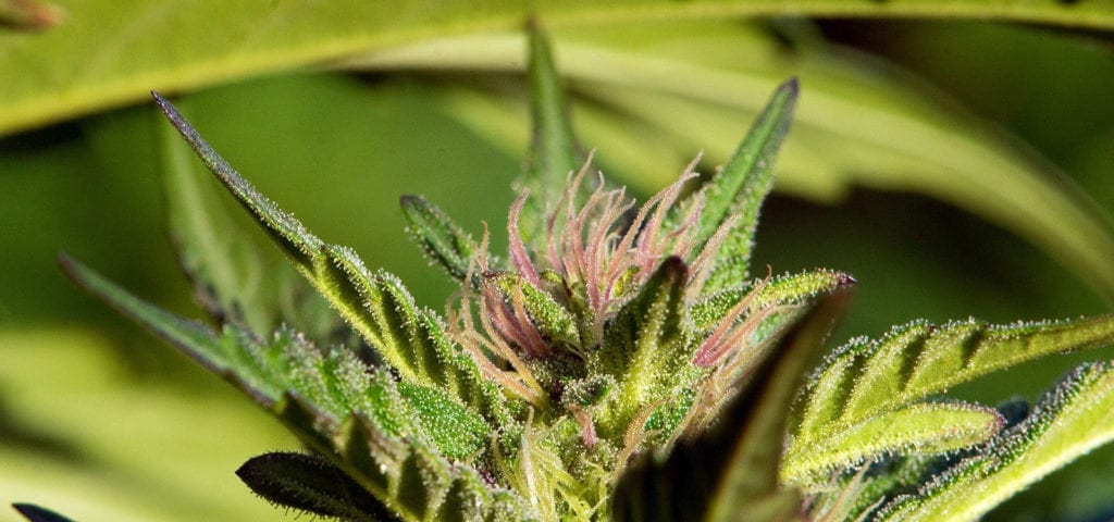 A macro photo of a blooming cannabis flower.