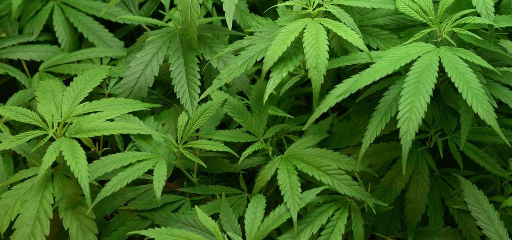 A view of the North Coast Growers cannabis canopy in their Anacortes, Washington grow facility.