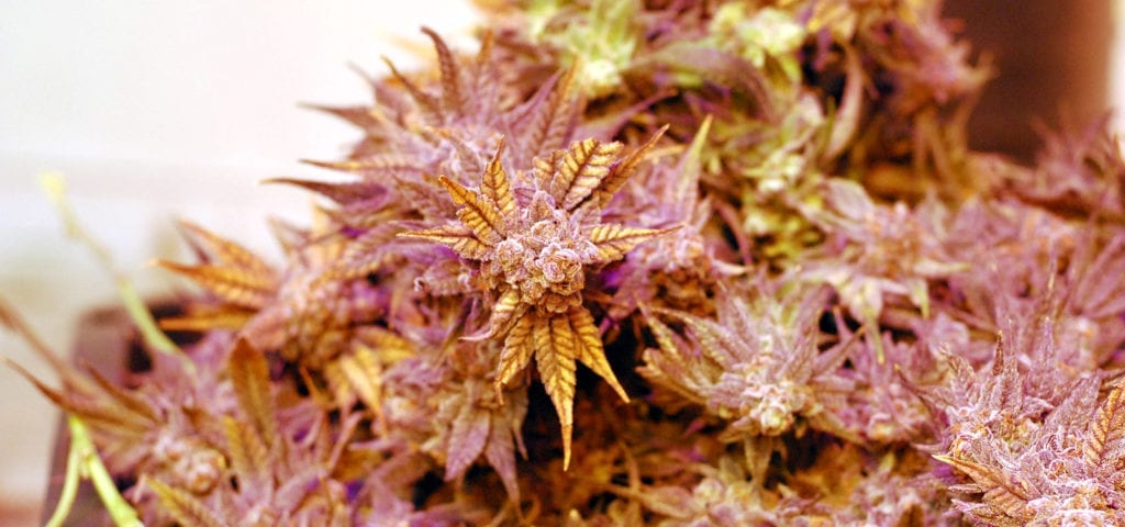 Freshly cut cannabis plants inside of a licensed grow facility in Washington state.