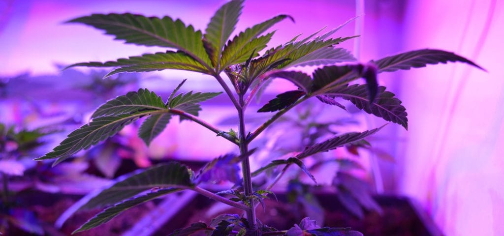A young cannabis plant soaking up the output of an LED grow light in a legal California medical grow operation.