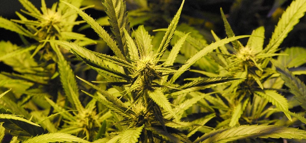 Spiky green leaves stick out from partly matured cannabis buds in this Washington state licensed cannabis cultivation center.