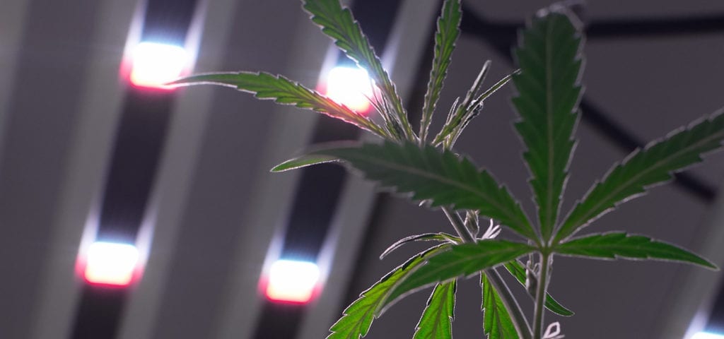 Young cannabis leaves under a grow op's LED growlights.