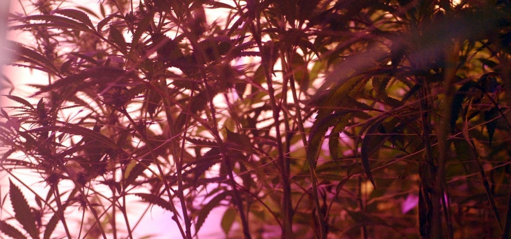 Peering through an indoor cannabis grow operation's lower canopy.