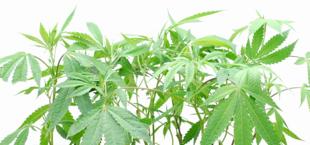 A jumble of young cannabis plants before a white background.