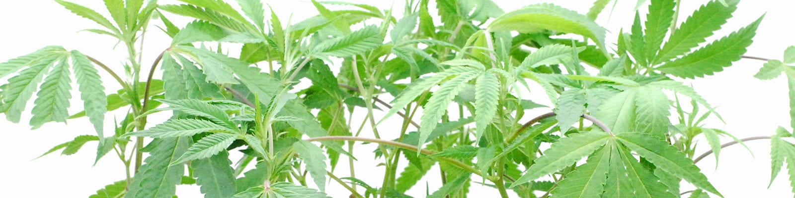 A jumble of young cannabis plants before a white background.