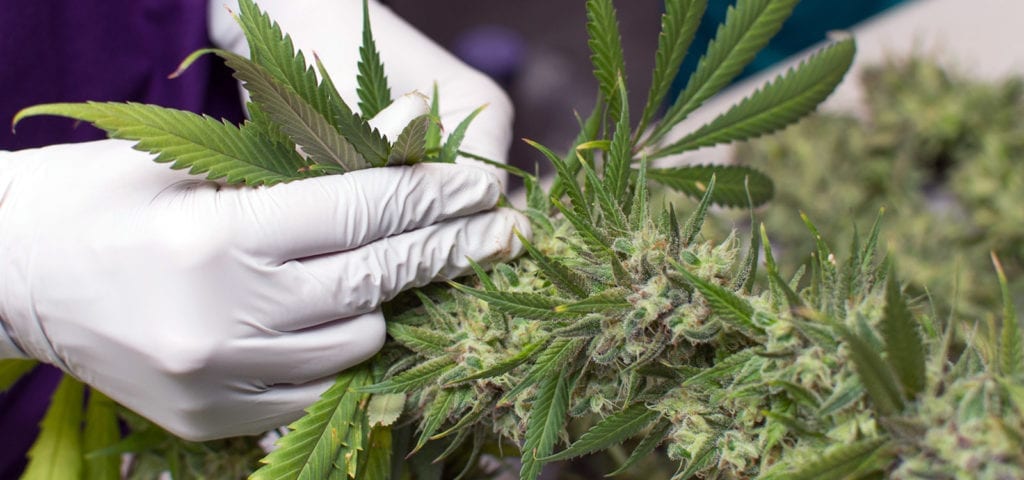 A cannabis worker plucks a leaf from the stem of a fully grow commercial-grade marijuana plant.