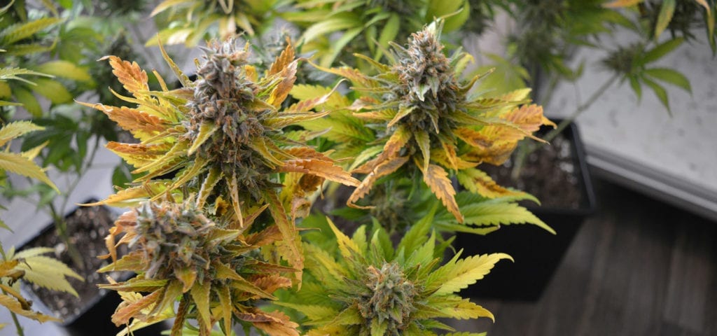 Medical cannabis plants inside of a California home grow operation.