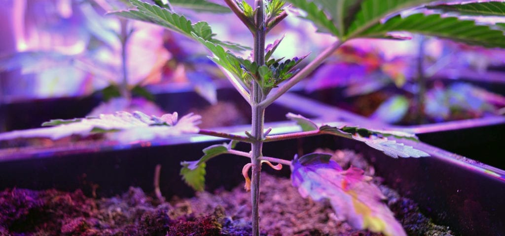 A young cannabis plant showing signs of growth under an LED grow light.