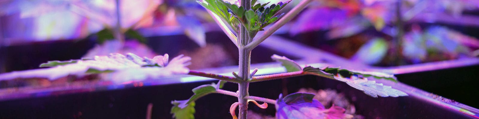 A young cannabis plant showing signs of growth under an LED grow light.
