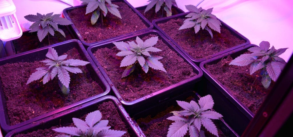 A collection of young medical cannabis plants under a ceiling of purple LED lights.
