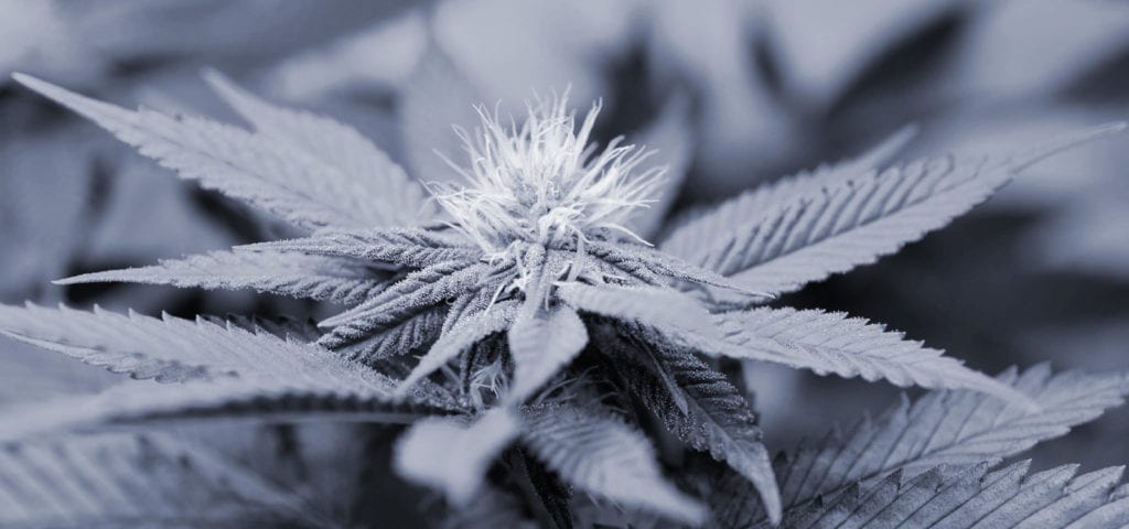 A grey-scale image of an indoor medical cannabis plant in California.