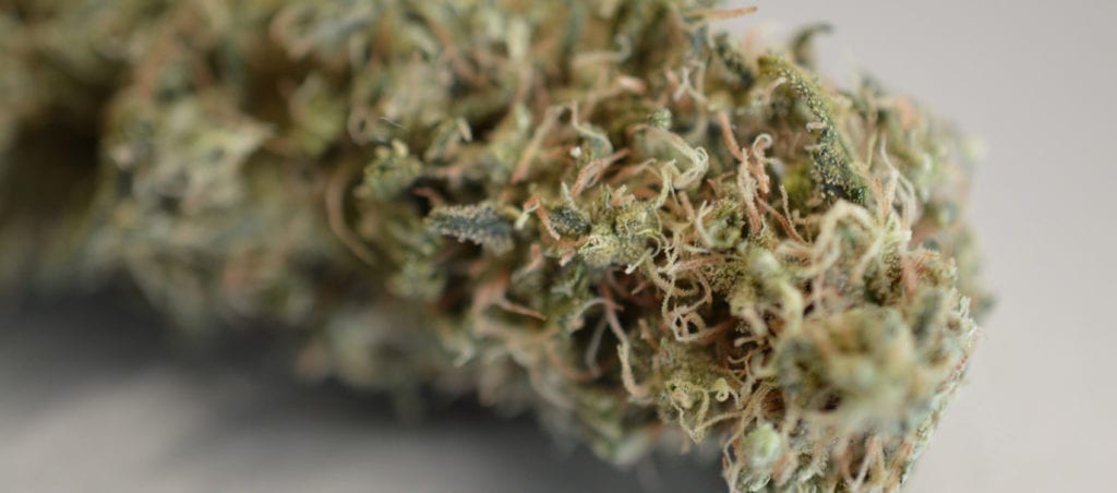 A macro photograph of a long, trimmed cannabis bud.