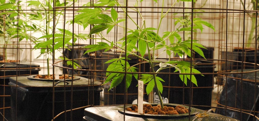 A commercial cannabis grow in Washington state.