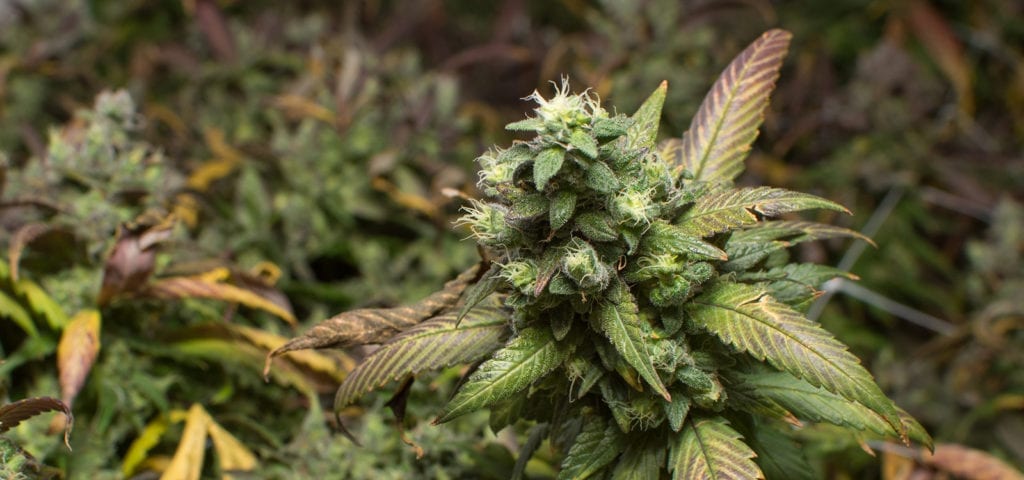 A commercial cannabis plant approaching maturity inside of a licensed cannabis cultivation center in Washington.