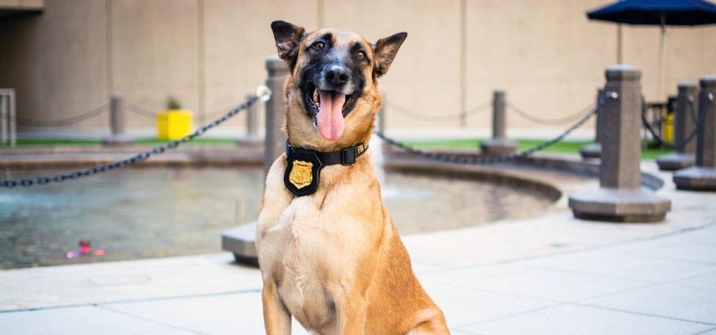 A police dog named Titan, trained by the FBI.