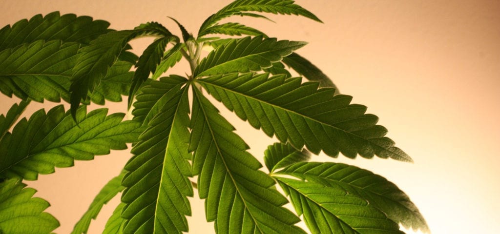 Photo of a young hemp plant with a peach-colored back drop behind it.