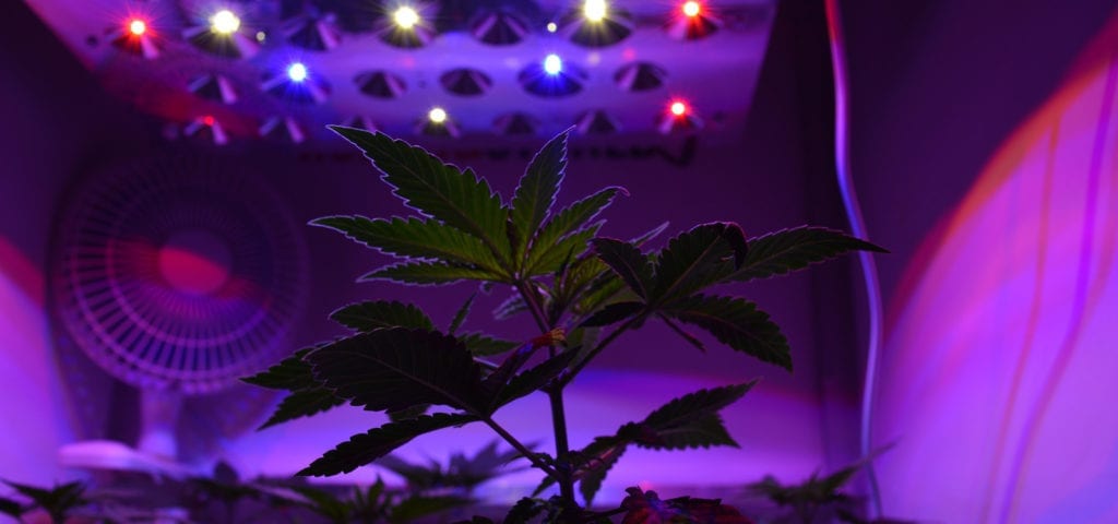 The underside of a cannabis leaf silhouetted in front of an indoor LED grow light.