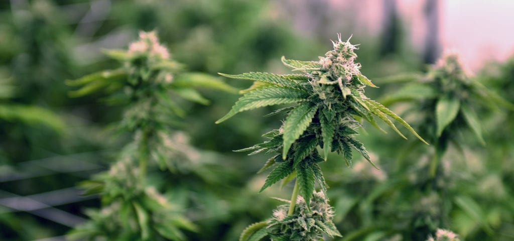 A tall and skinny cannabis plant sticks out of an indoor cultivation center's canopy.