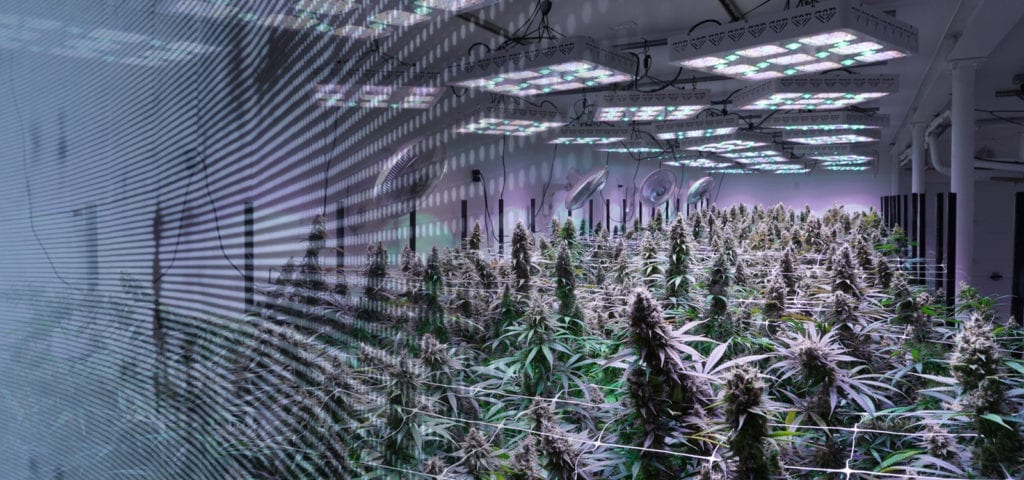 An indoor grow site licensed under Washington's I-502 adult-use cannabis marketplace.