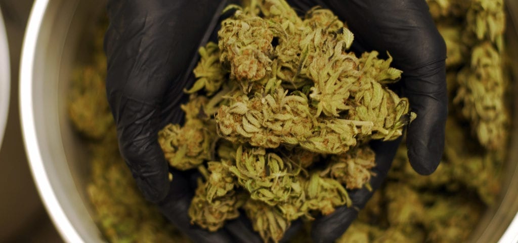 A cannabis worker holds up a handful of commercial-grade, trimmed cannabis nugs.