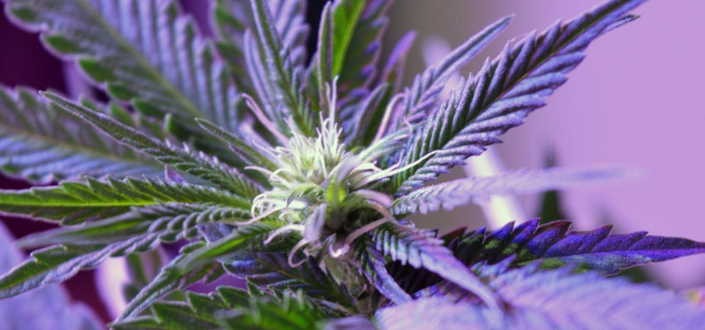 A young cannabis bud inside of a California medical patient's grow room.