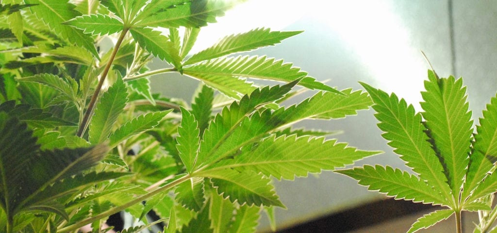 Viewing the underside of a medical cannabis plant's leaves.