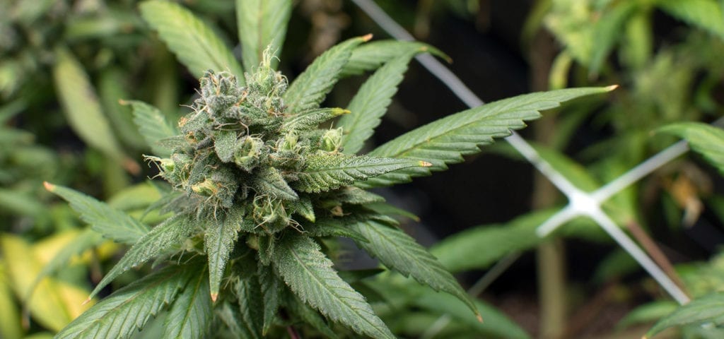 A large cannabis bud on a commercial, indoor plant.