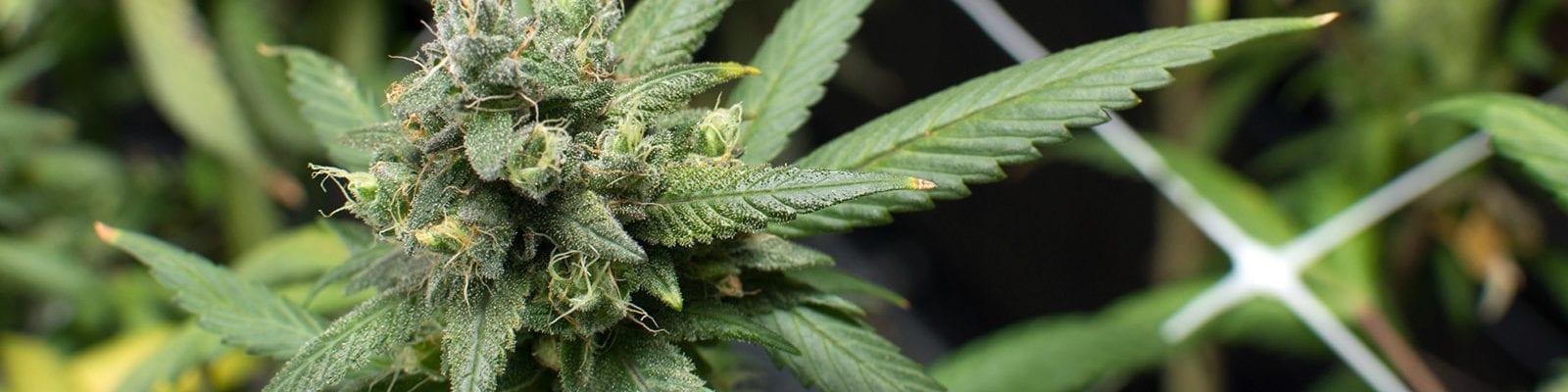 A large cannabis bud on a commercial, indoor plant.