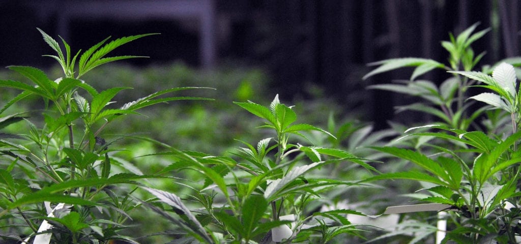 A collection of medical cannabis clones inside of a commercial grow facility.