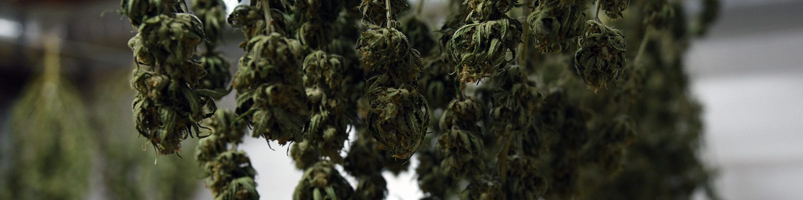 A commercial cannabis crop hangs from the ceiling to cure.