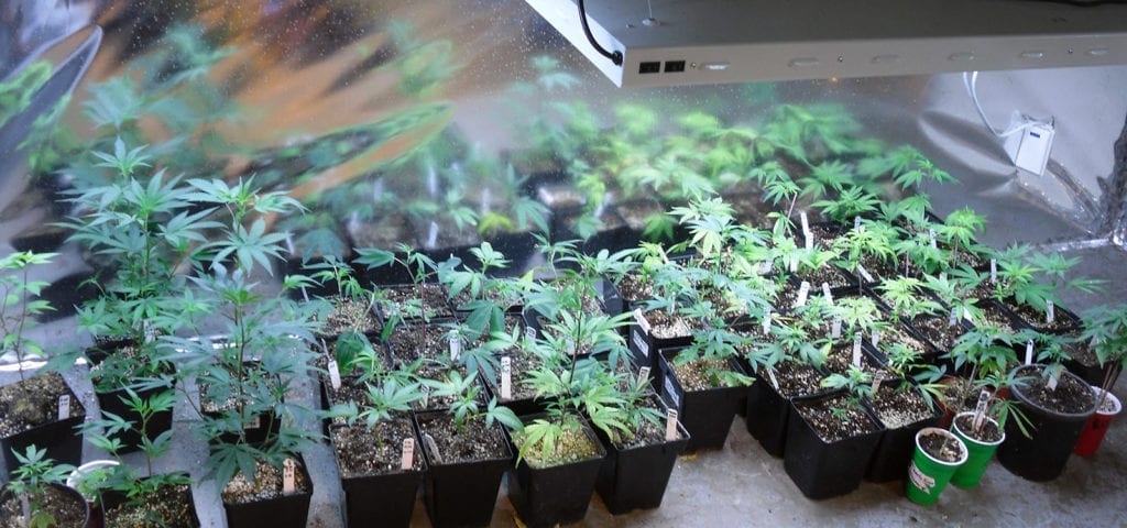 A collection of cannabis clones in the back room of a medical marijuana dispensary.