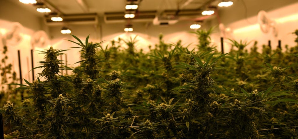 Inside of a legal, licensed cannabis cultivation site.